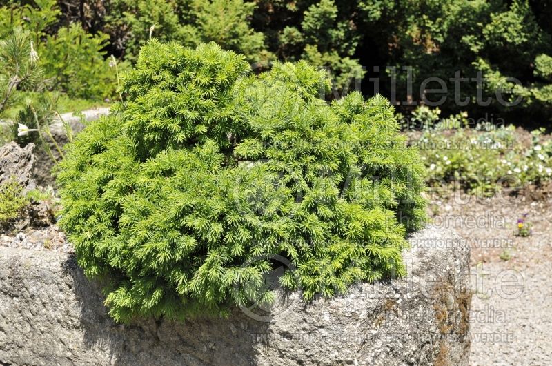 Picea Globosa (Norway Spruce conifer)  1