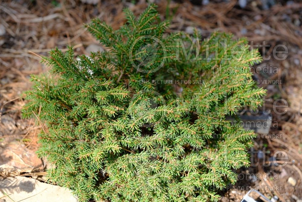 Picea Hildburghausen (Norway Spruce conifer - épinette)  2