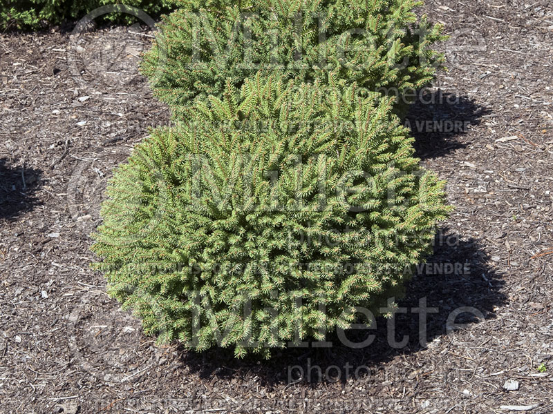 Picea Hildburghausen (Norway Spruce conifer)  1