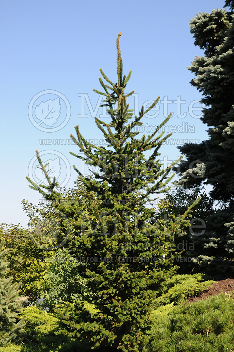 Picea Hillside Upright (Norway Spruce conifer)  1