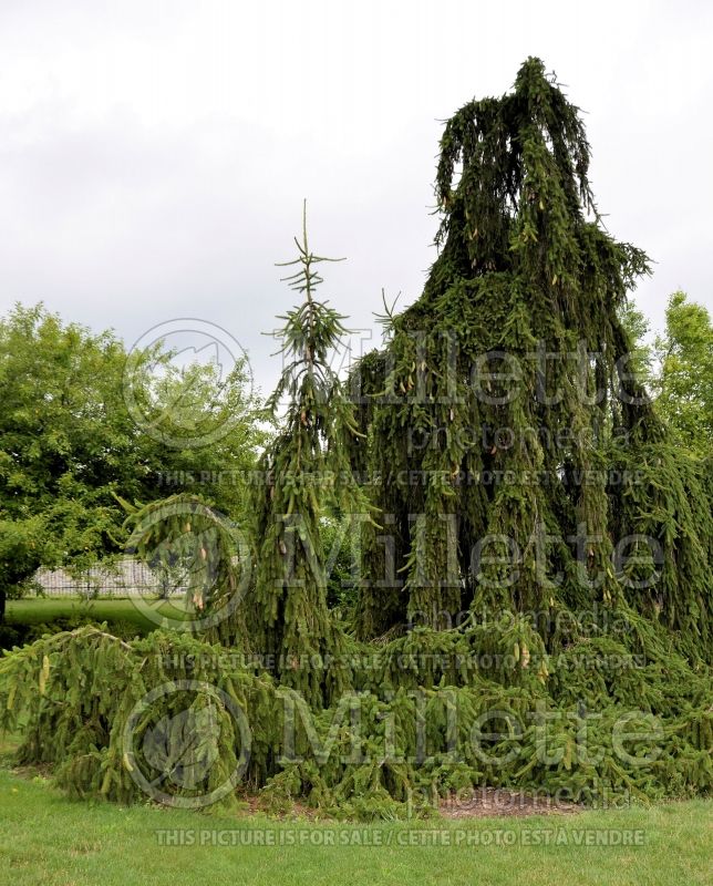 Picea Inversa (Norway Spruce conifer)  1