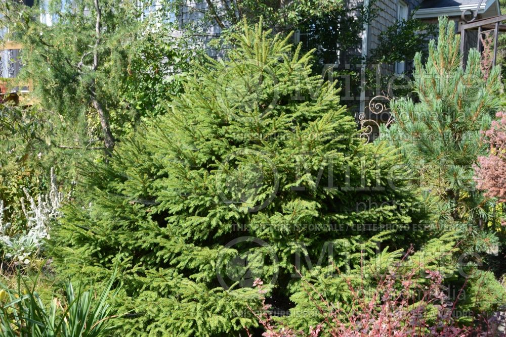 Picea Jogeua (Norway spruce conifer) 1 