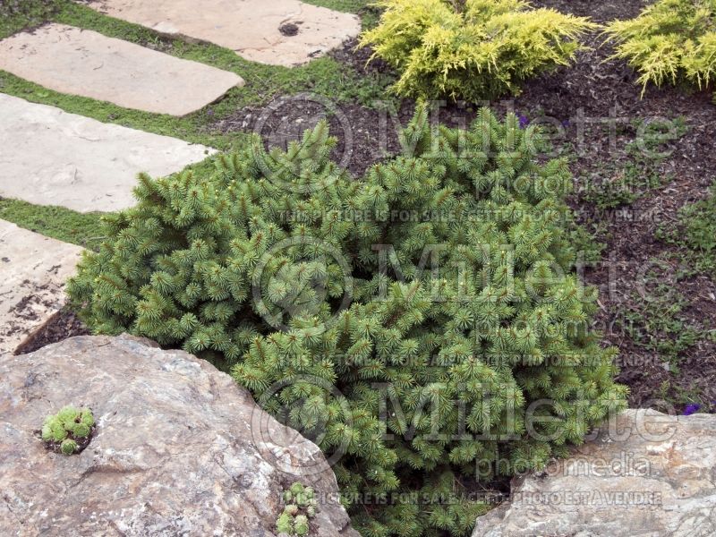 Picea Lanham’s Beehive (Norway Spruce conifer)  2