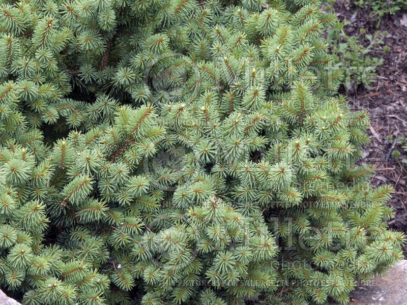 Picea Lanham’s Beehive (Norway Spruce conifer)  3