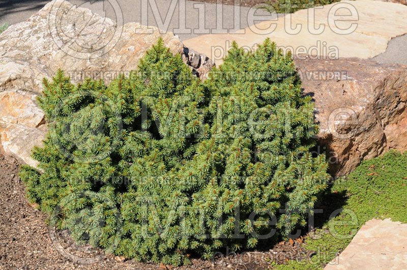 Picea Lanham’s Beehive (Norway Spruce conifer)  1