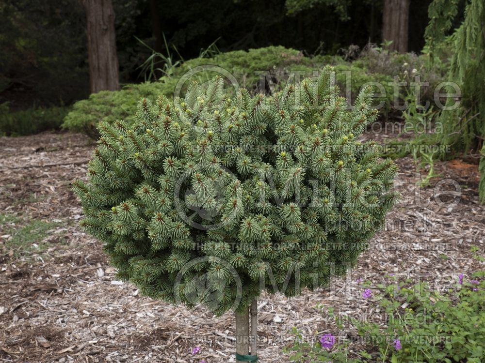 Picea Lanham’s Beehive (Norway Spruce conifer)  5