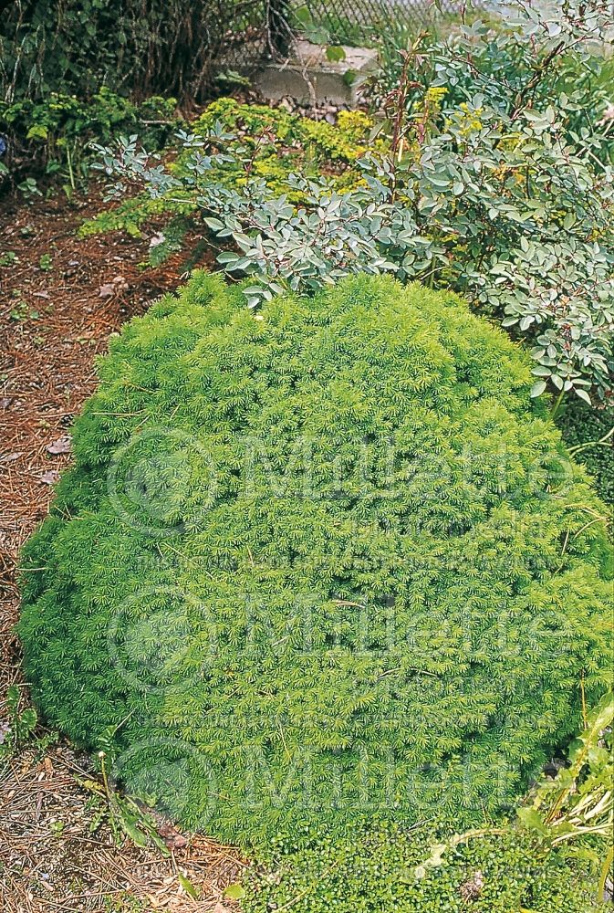 Picea Little Gem (Norway Spruce conifer) 2