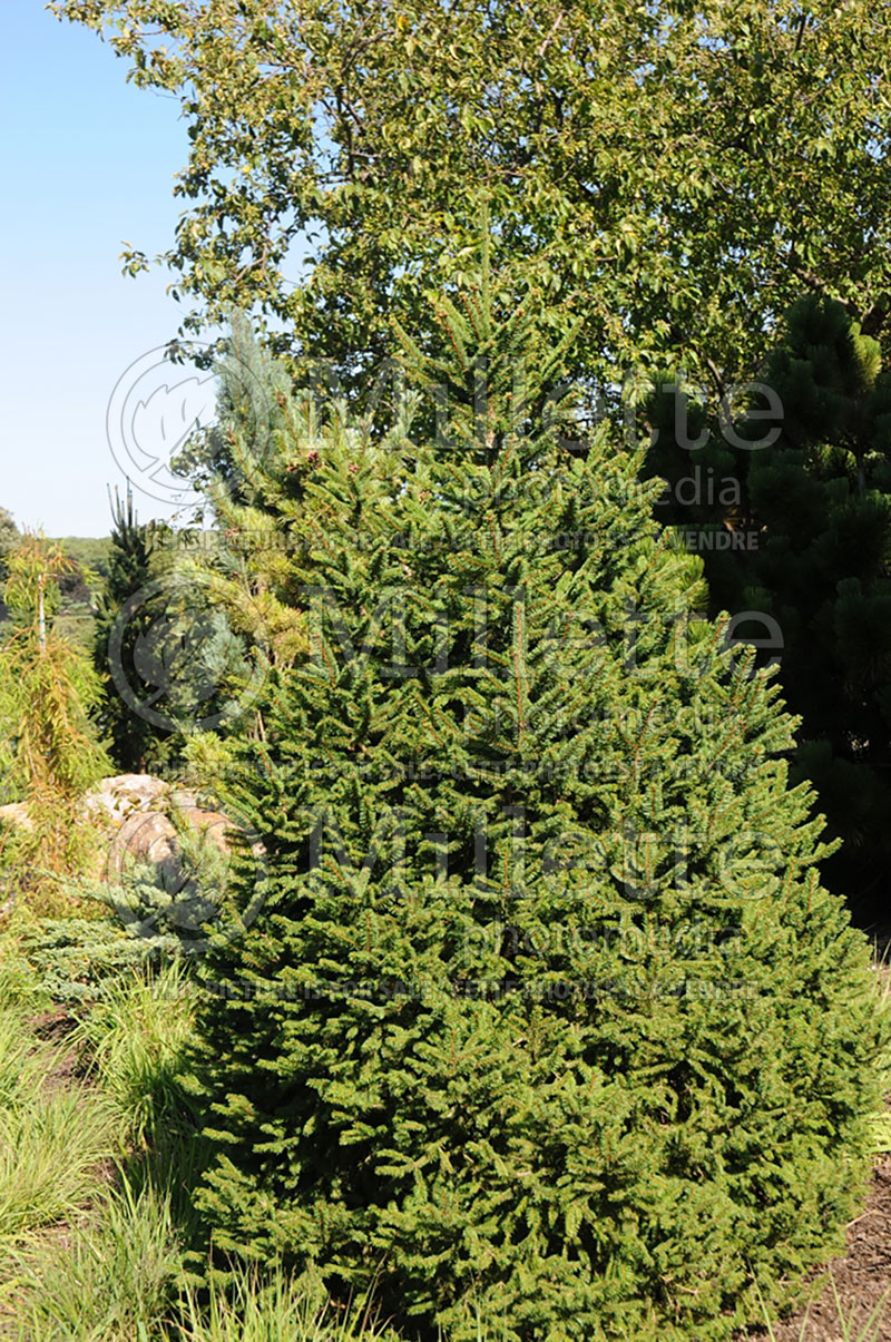 Picea Little Joe (Norway spruce conifer) 1 
