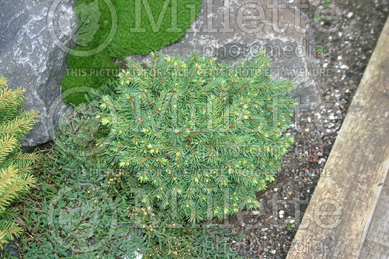 Picea Malena (Norway Spruce conifer) 1