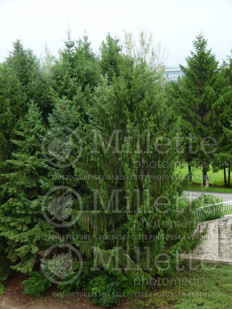 Picea abies (Norway Spruce conifer)  3