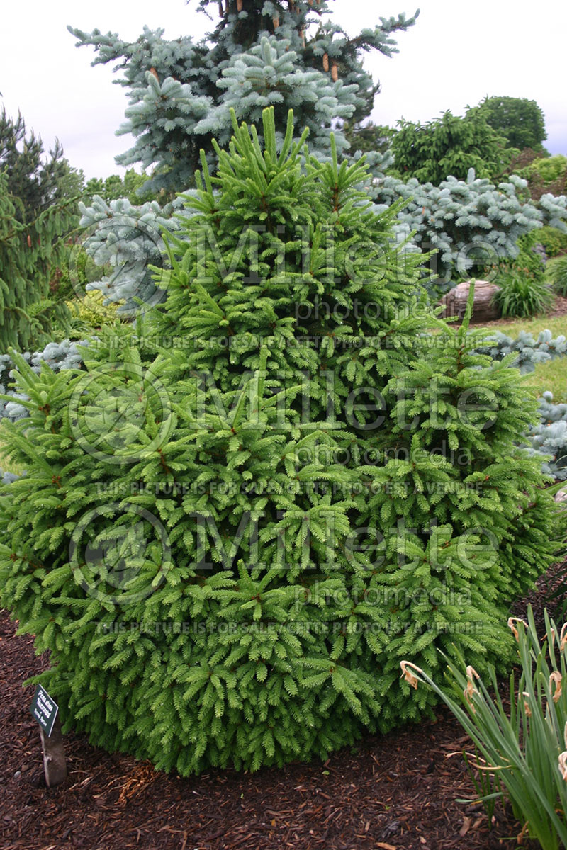 Picea Mucronata (Norway Spruce conifer) 1  