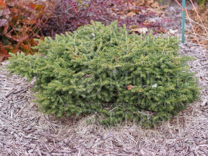 Picea Nidiformis (Norway spruce conifer) 3 