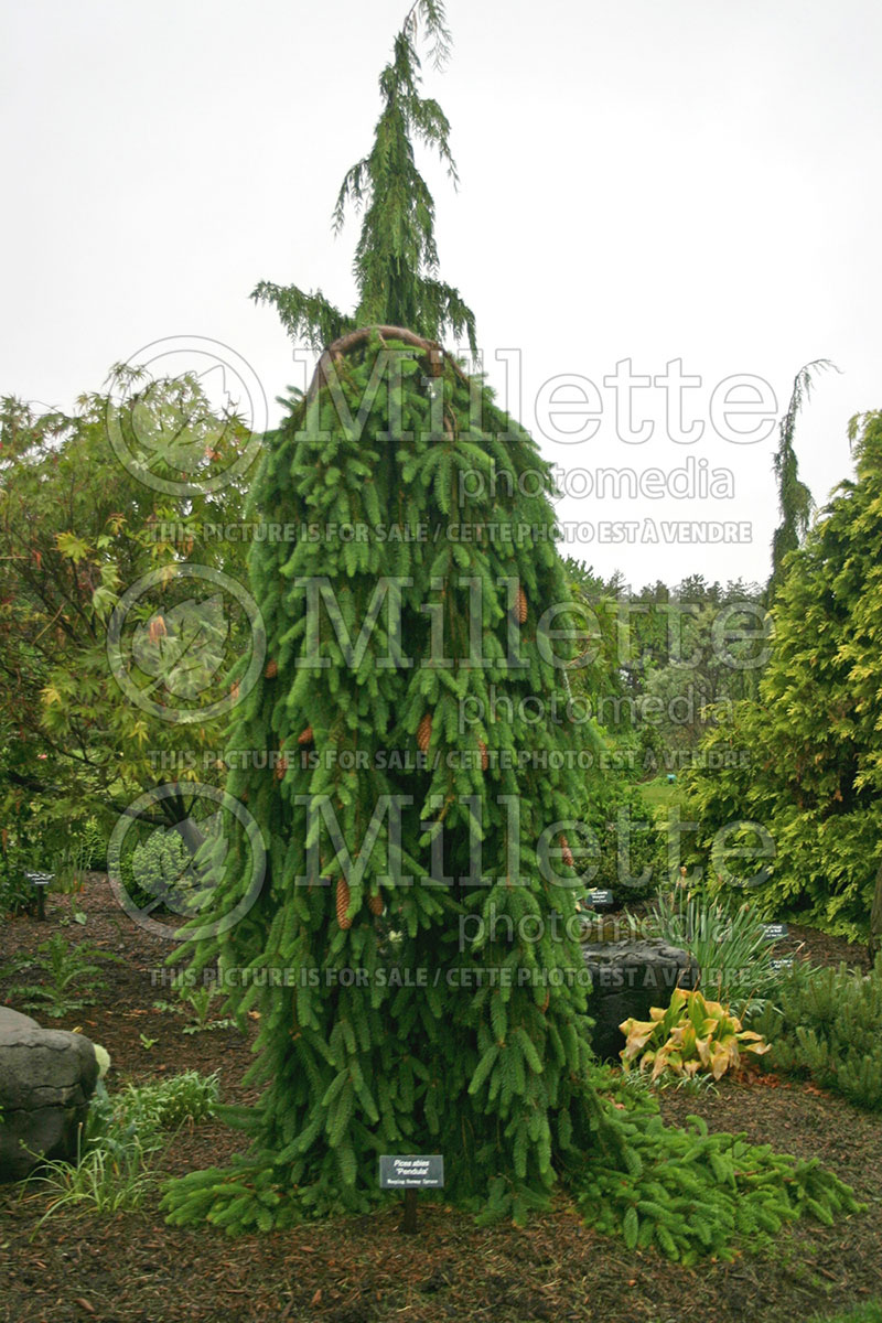 Picea abies Pendula (Norway Spruce conifer) 1  