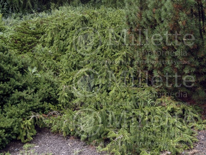 Picea abies Pendula (Norway Spruce conifer) 17  