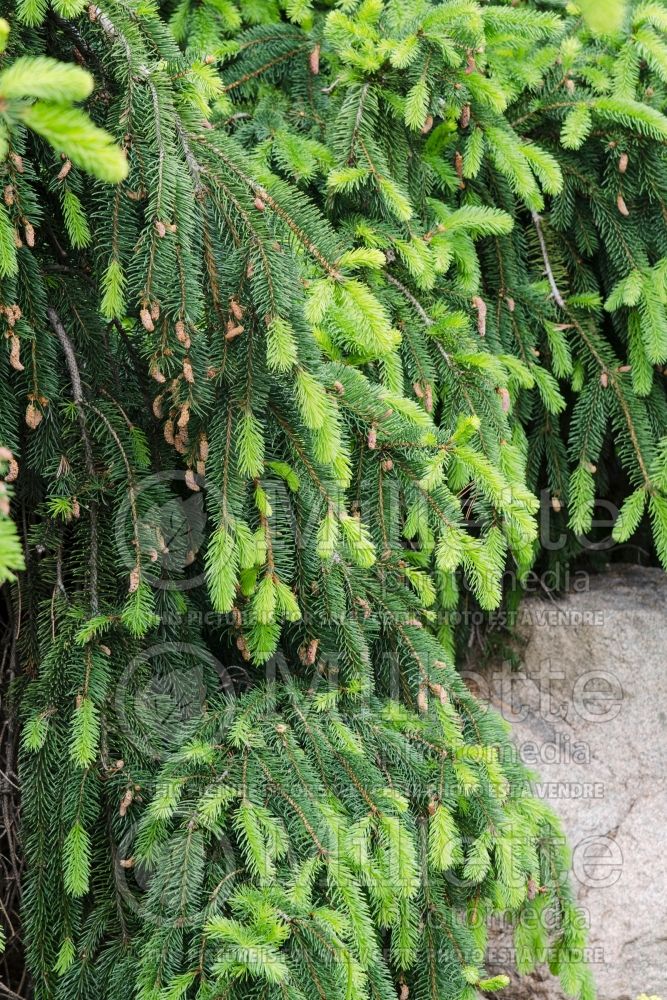 Picea abies Pendula (Norway Spruce conifer) 20  