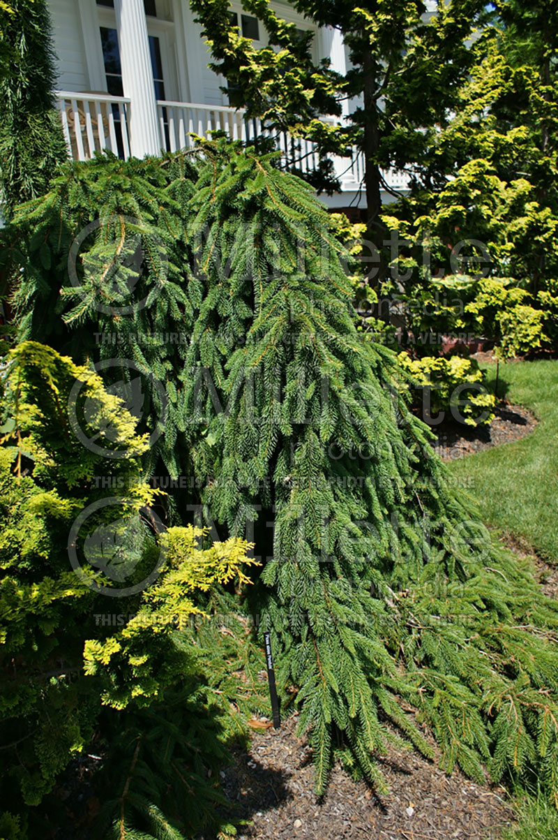 Picea abies Pendula (Norway Spruce conifer) 4  