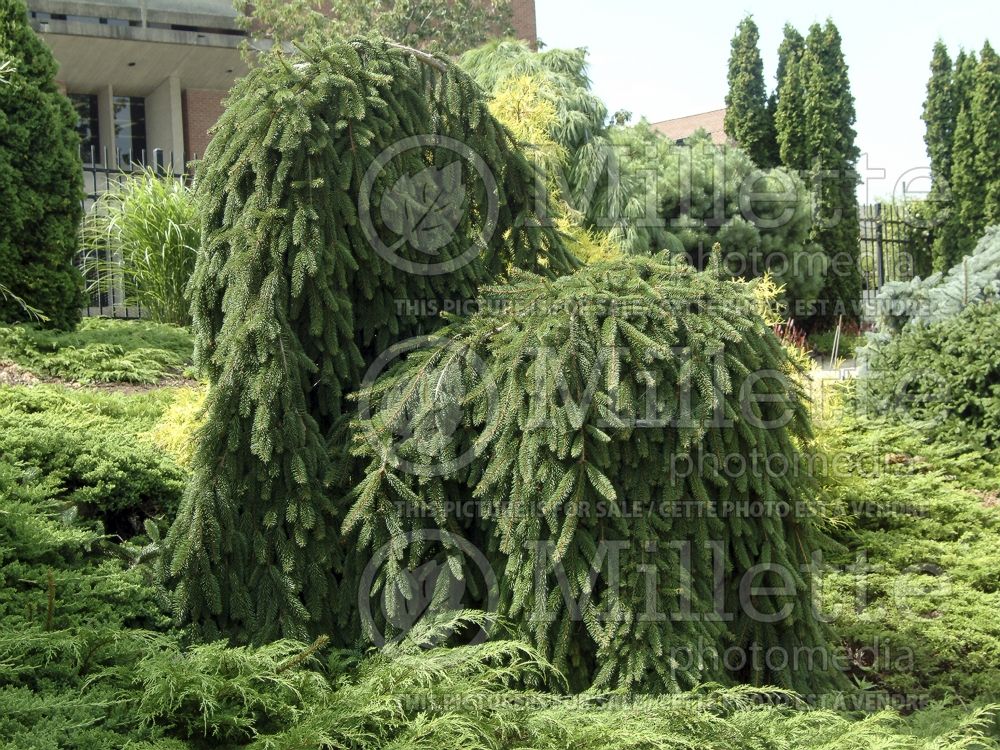 Picea abies Pendula (Norway Spruce conifer) 13  