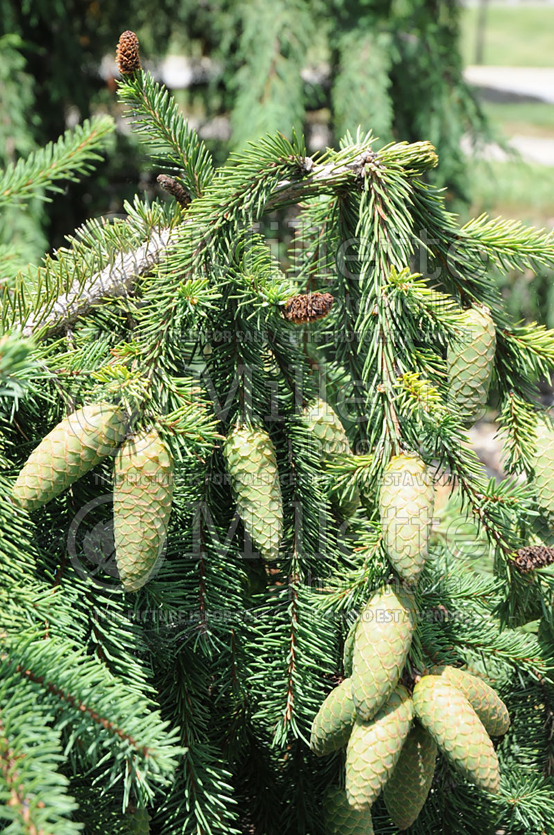 Picea abies Pendula (Norway Spruce conifer) 15  