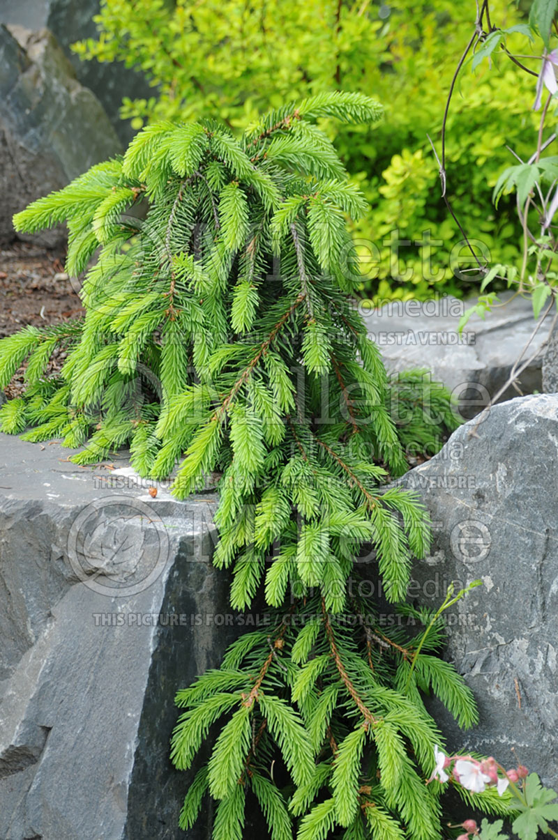 Picea abies Pendula (Norway Spruce conifer) 3  