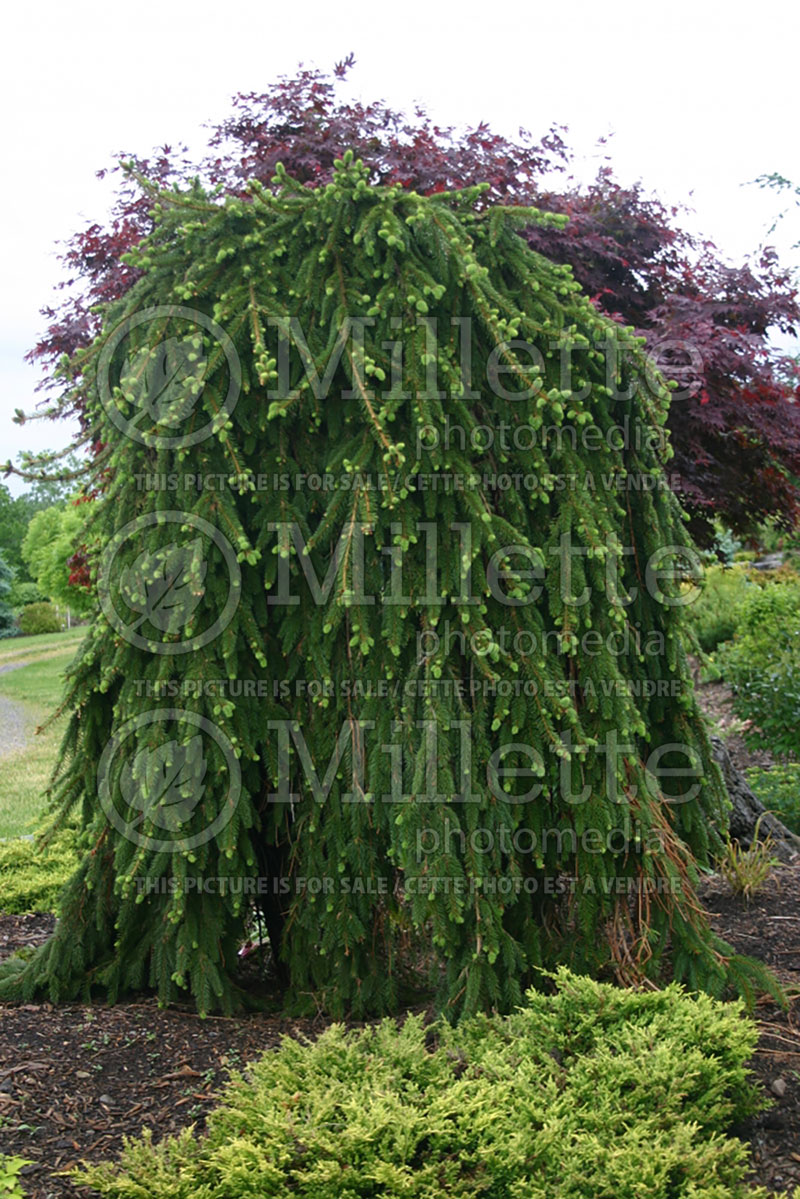 Picea abies Pendula (Norway Spruce conifer) 5  