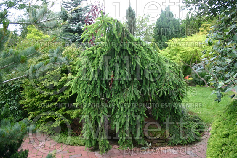 Picea abies Pendula (Norway Spruce conifer) 8  