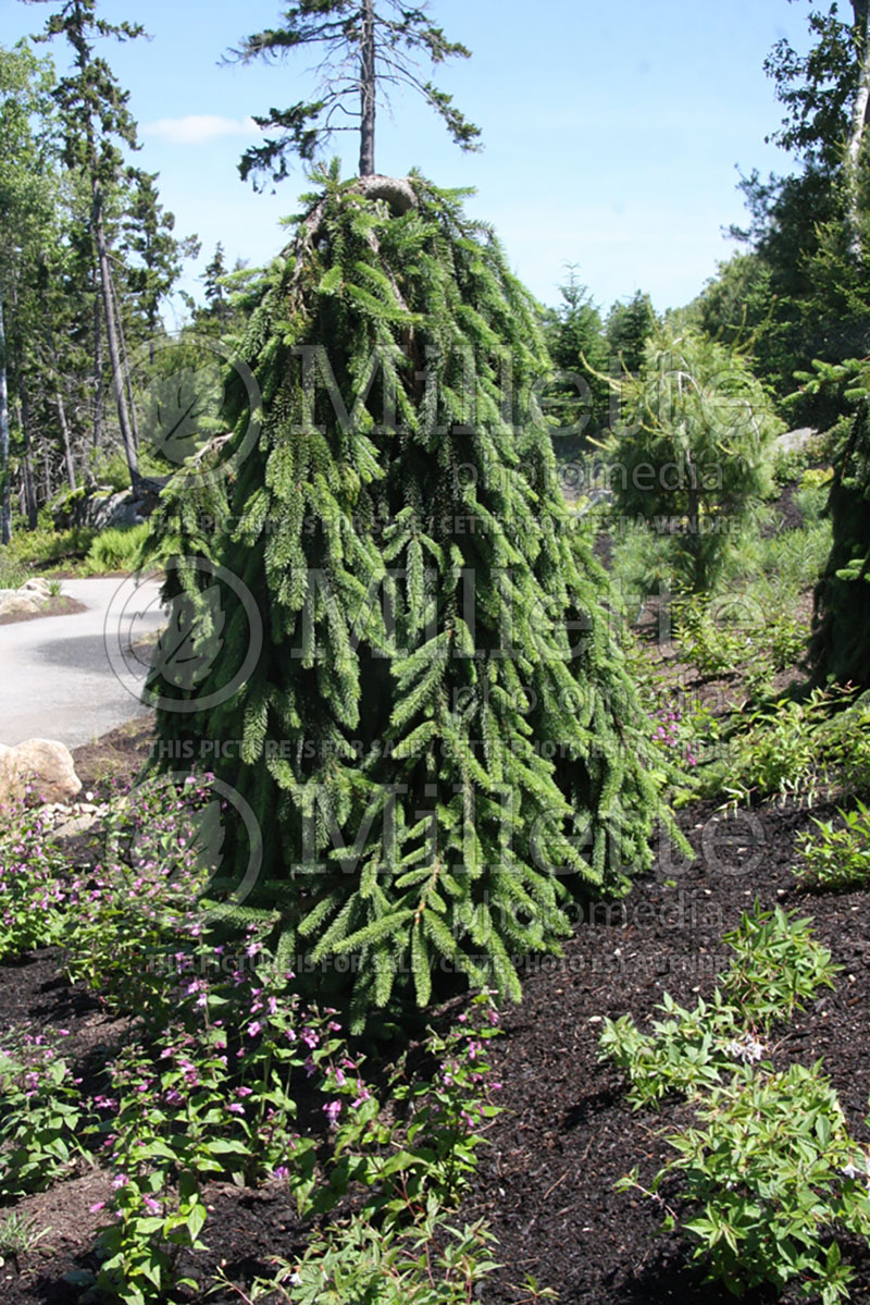 Picea abies Pendula (Norway spruce conifer) 7  