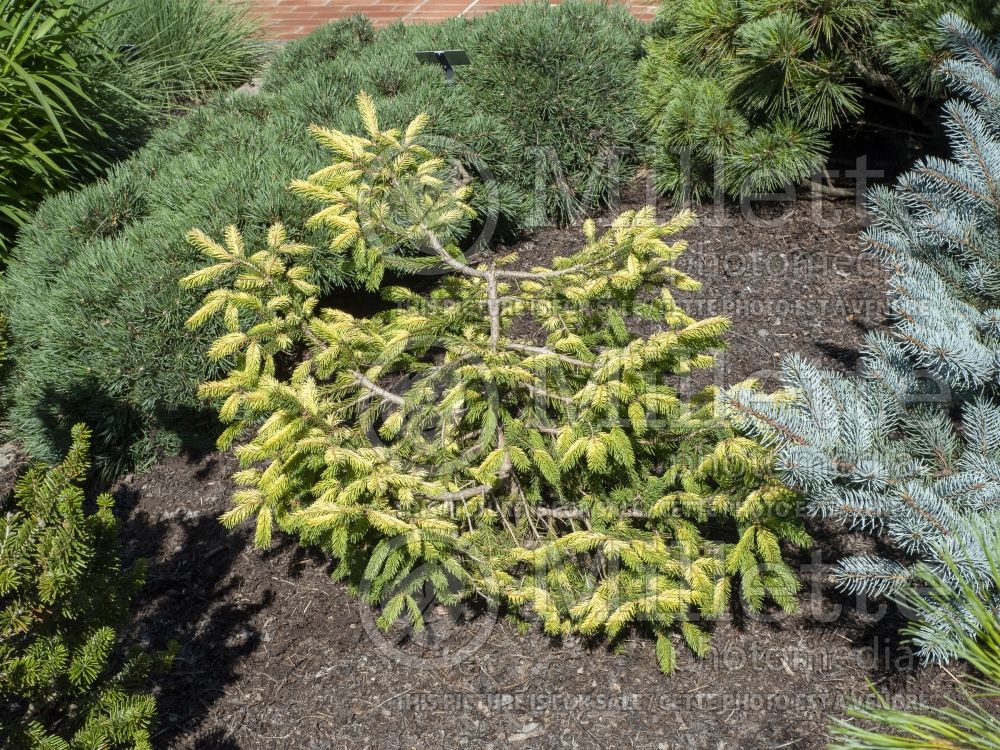 Picea Perry's Gold (Norway Spruce conifer) 1 
