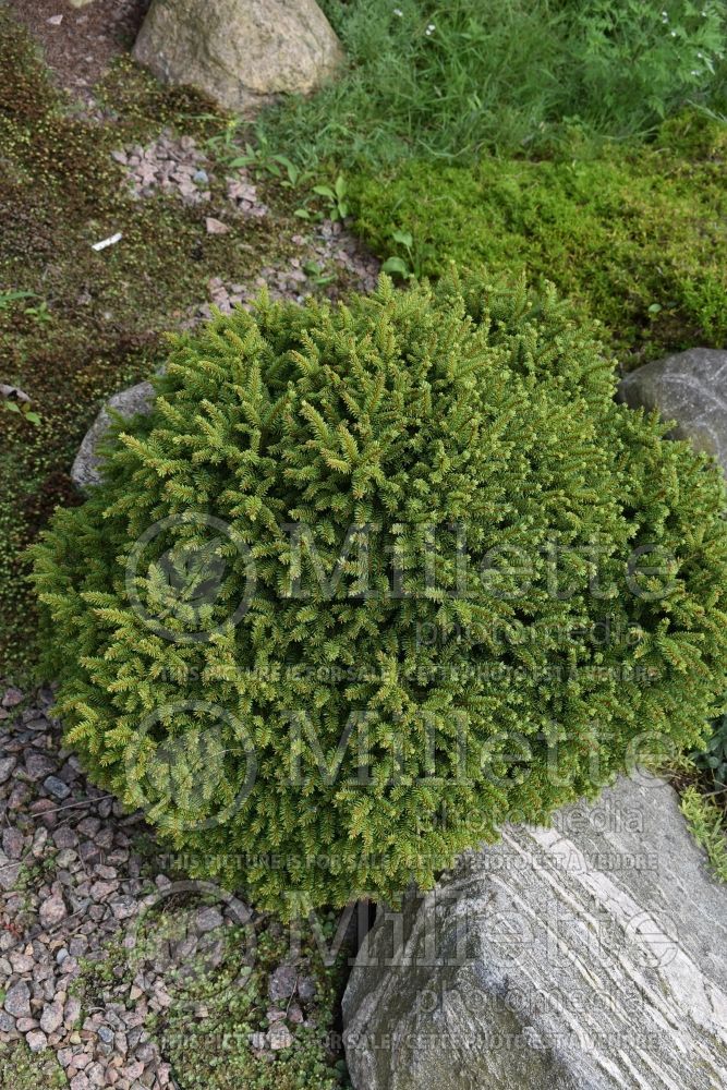 Picea Pine Glen (Norway Spruce conifer) 1 