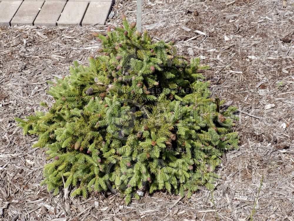 Picea Pusch (Norway Spruce conifer)  6