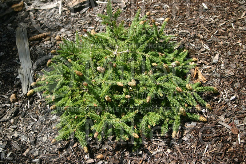 Picea Pusch (Norway Spruce conifer)  2