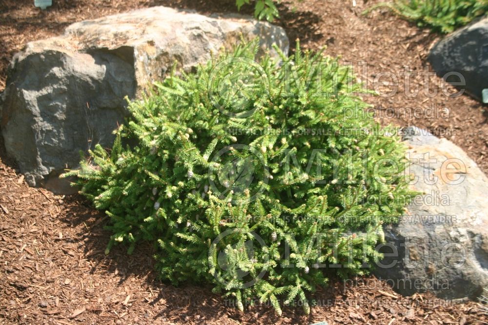 Picea Pusch (Norway Spruce conifer)  4