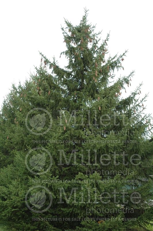 Picea abies (Norway Spruce conifer)  5