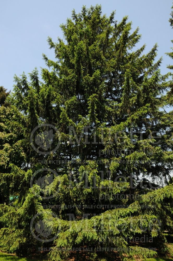 Picea abies (Norway Spruce conifer)  7