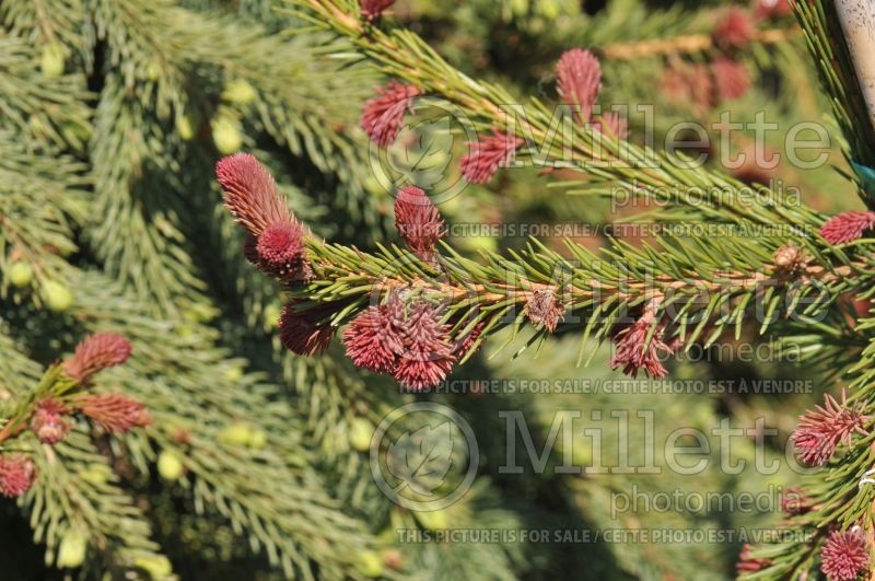 Picea Rubra Spicata (Norway Spruce conifer)  1