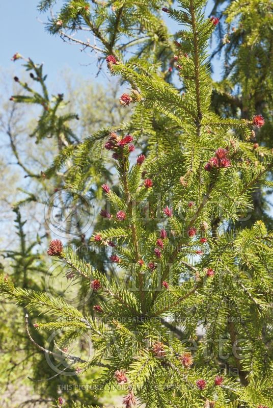 Picea Rubra Spicata (Norway Spruce conifer)  3