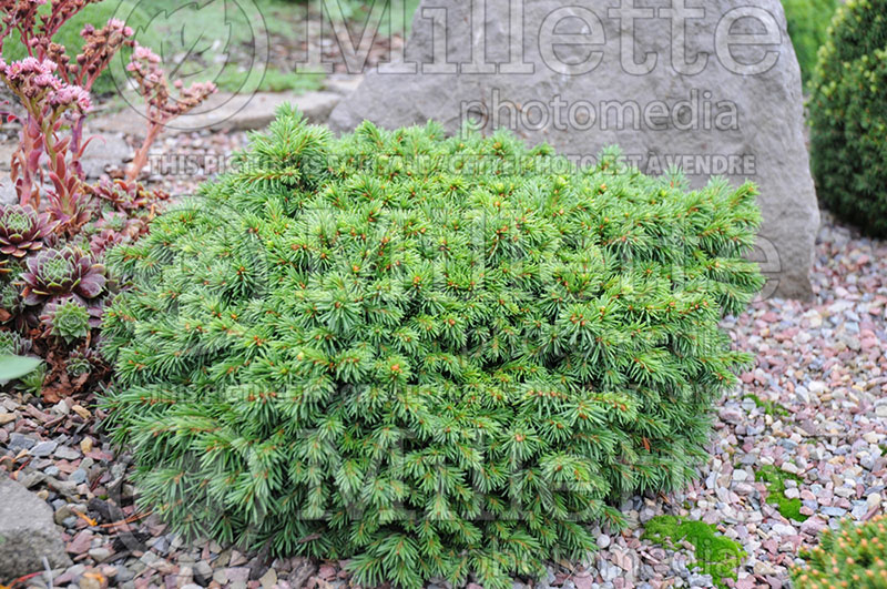 Picea Thumbelina (Norway spruce conifer - épinette) 1 