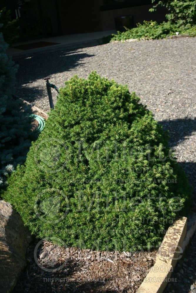 Picea Tompa (Norway spruce conifer - épinette) 4