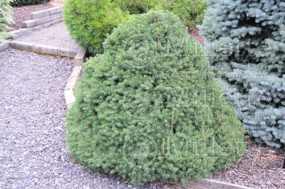 Picea Tompa (Norway spruce conifer - épinette) 2