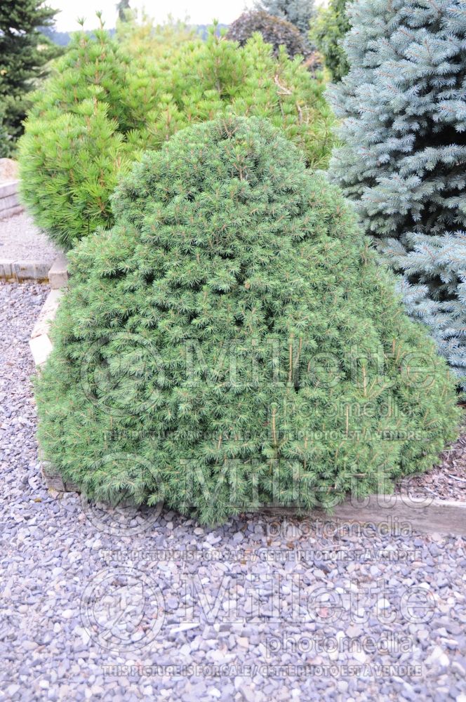 Picea Tompa (Norway spruce conifer - épinette) 3