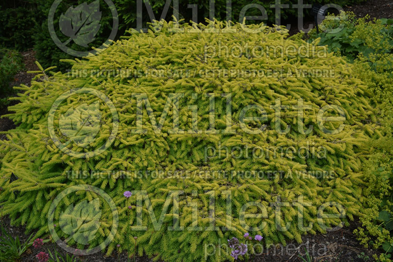 Picea Vermont Gold or Repens Gold Norway Spruce conifer) 3  