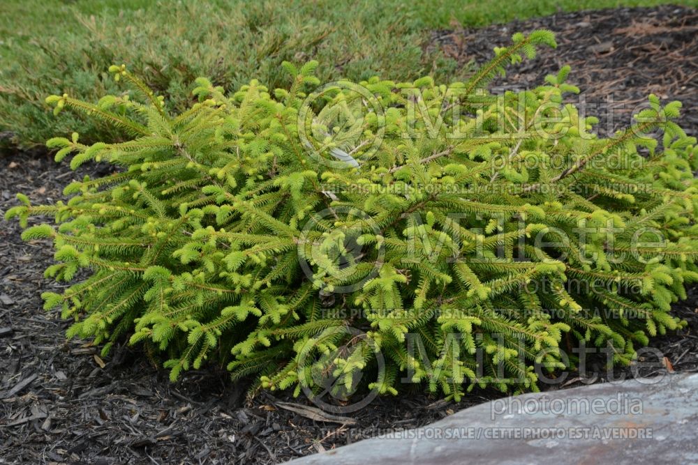 Picea Vermont Gold aka Repens Gold (Norway Spruce conifer) 4  