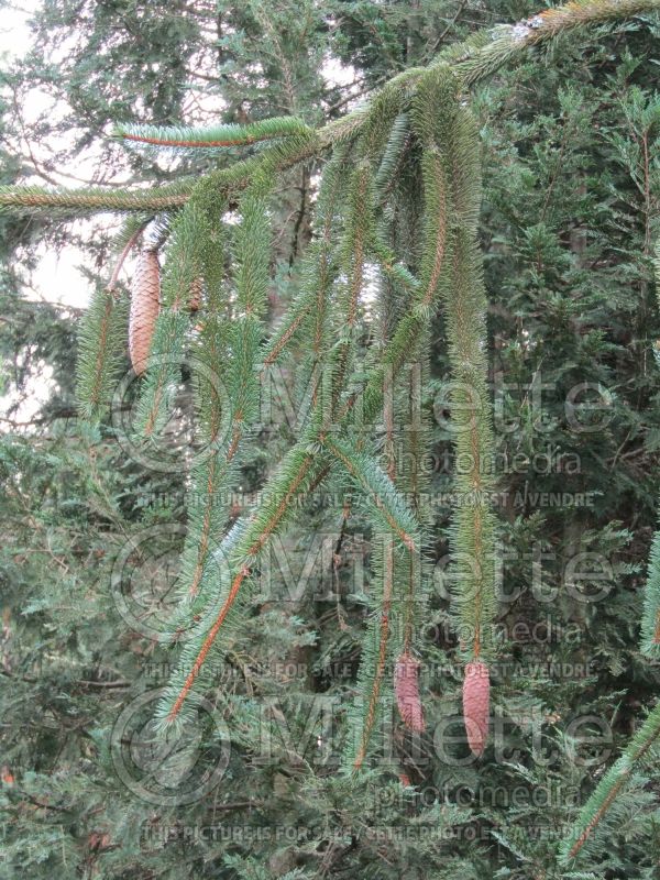 Picea Viminalis (Norway spruce conifer) 1 
