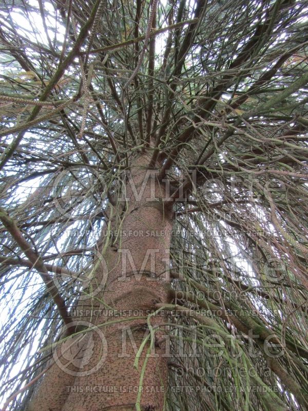 Picea Viminalis (Norway spruce conifer) 3 