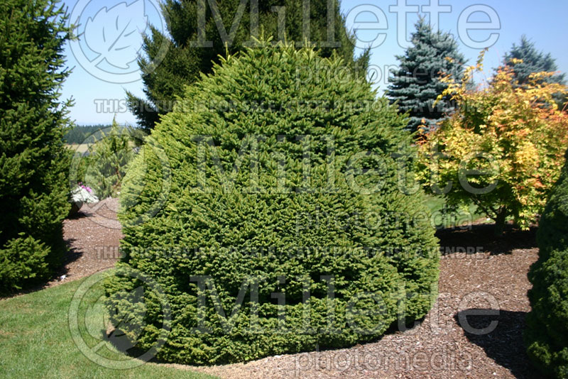 Picea Witches' Brood (Norway Spruce conifer)  2