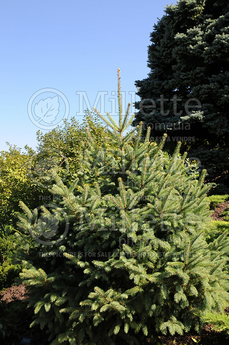 Picea asperata (Spruce conifer)  1