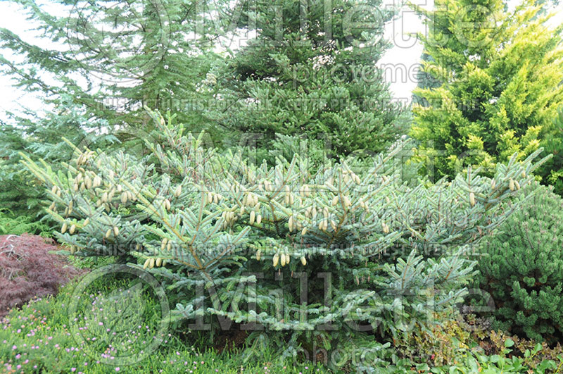 Picea Howell’s Dwarf Tigertail (Spruce conifer) 1  