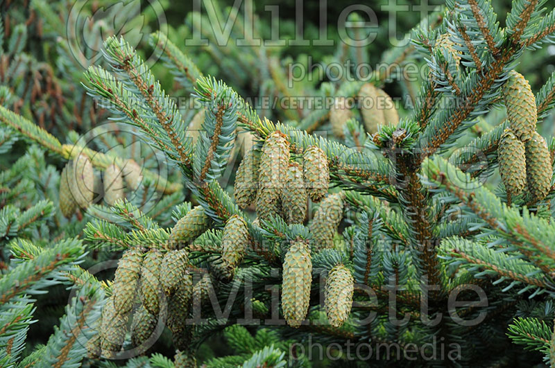 Picea Howell’s Dwarf Tigertail (Spruce conifer) 2  