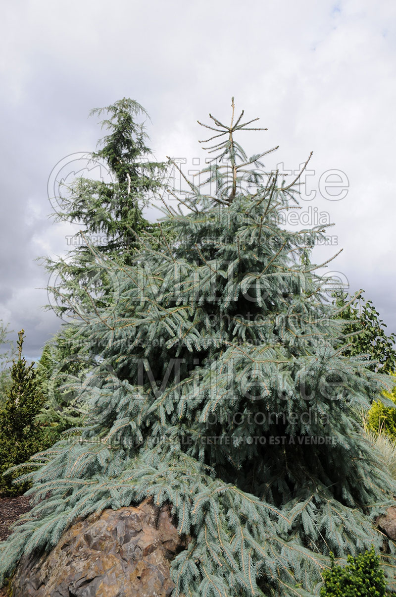 Picea Bush’s Lace (Norway spruce Mountain Spruce conifer) 1 