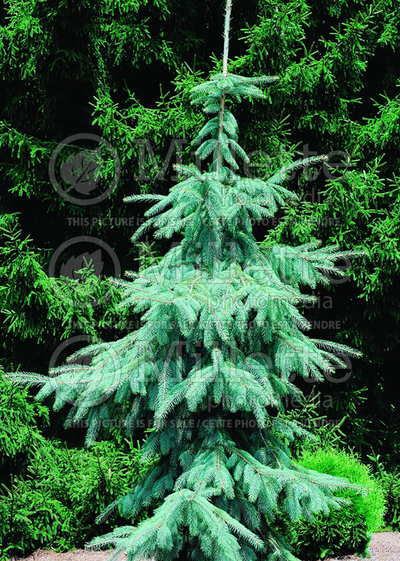 Picea Bush’s Lace (Norway spruce Mountain Spruce conifer) 7 