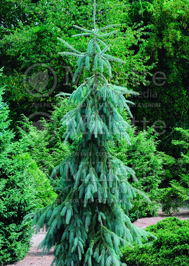 Picea Bush’s Lace (Norway spruce Mountain Spruce conifer) 5 